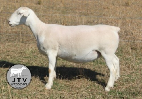 1X WIT DORPER T5 PREGNANT EWE JTV Wit Dorpers