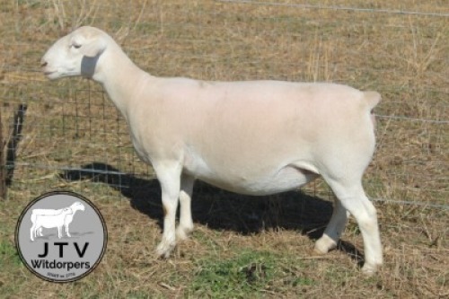 1X WIT DORPER T5 PREGNANT EWE JTV Wit Dorpers