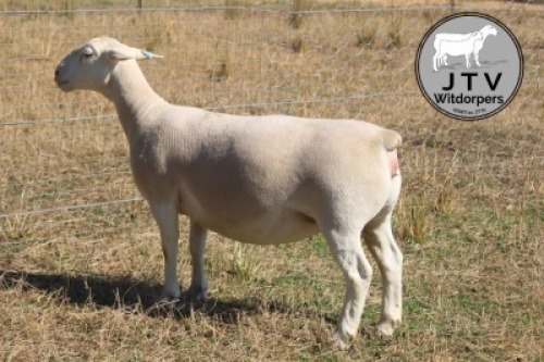 1X WIT DORPER T5 PREGNANT EWE JTV Wit Dorpers