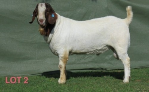 WITHDRAWN - 1X BOER GOAT BUCK Shongololo Boerbok Stoet