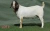 WITHDRAWN - 1X BOER GOAT BUCK Shongololo Boerbok Stoet