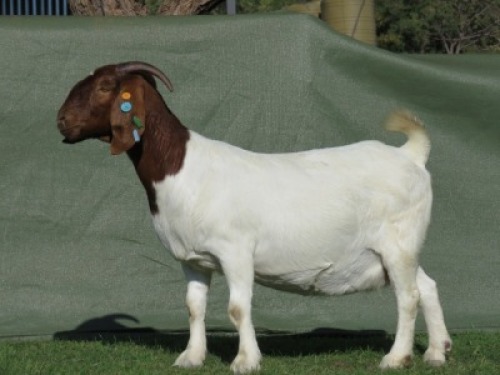 1X BOER GOAT STUD PREGNANT DOE Shongololo Boerbok Stoet