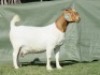 1X BOER GOAT STUD PREGNANT DOE Shongololo Boerbok Stoet