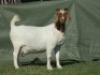 1X BOER GOAT FLOCK PREGNANT DOE Shongololo Boerbok Stoet
