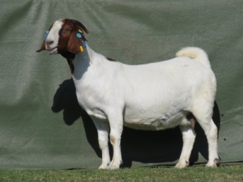 1X BOER GOAT FLOCK PREGNANT DOE Shongololo Boerbok Stoet