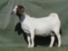 1X BOER GOAT FLOCK PREGNANT DOE Shongololo Boerbok Stoet