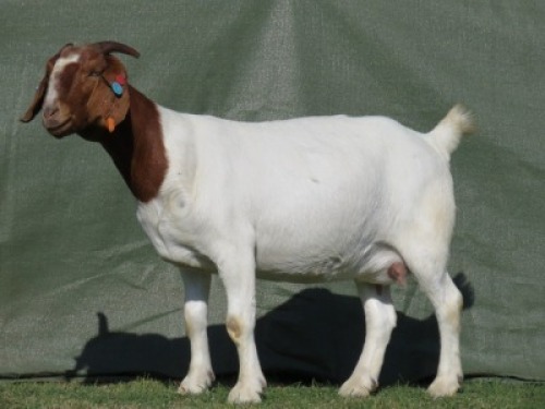 1X BOER GOAT FLOCK PREGNANT DOE Shongololo Boerbok Stoet