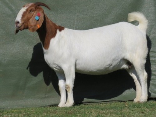 1X BOER GOAT STUD DOE Shongololo Boerbok Stoet