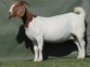 1X BOER GOAT STUD DOE Shongololo Boerbok Stoet