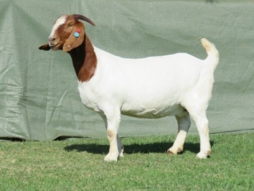 1X BOER GOAT STUD DOE Shongololo Boerbok Stoet