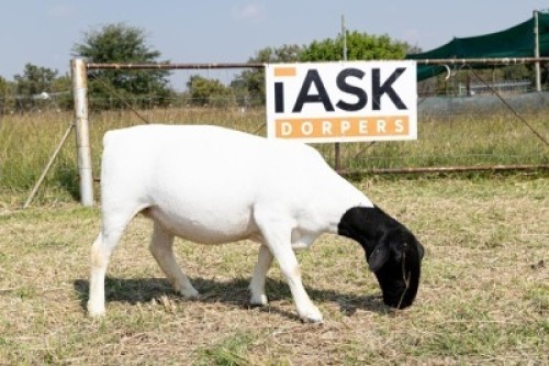1X DORPER T5 PREGNANT EWE Task Dorpers