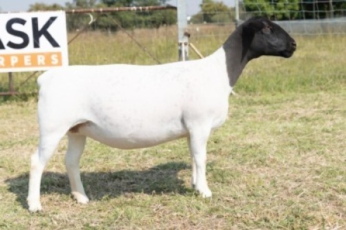 1X DORPER STUD PREGNANT EWE Task Dorpers