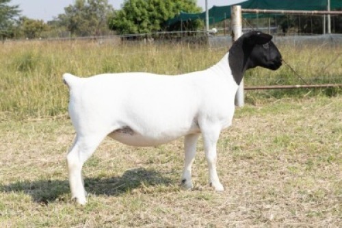 1X DORPER STUD PREGNANT EWE Task Dorpers