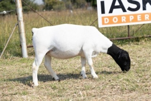 1X DORPER STUD PREGNANT EWE Task Dorpers