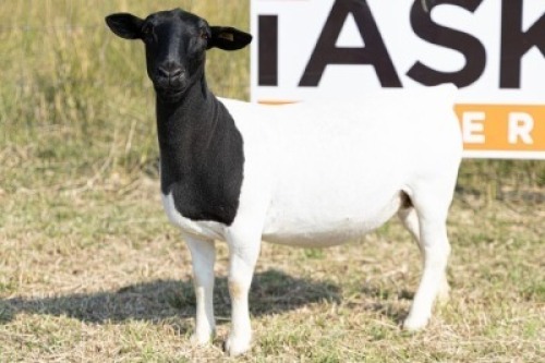 1X DORPER T5 PREGNANT EWE Task Dorpers