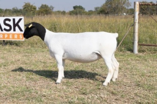1X DORPER T5 PREGNANT EWE Task Dorpers