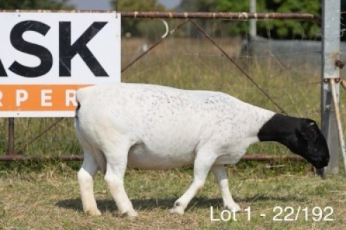 1X DORPER T5 PREGNANT EWE Task Dorpers