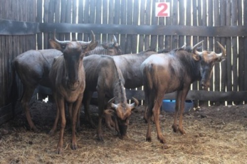 LOT 2 6X BLOUWILDEBEES V/F:6 (Per Piece to take the lot/Per stuk om lot te neem)