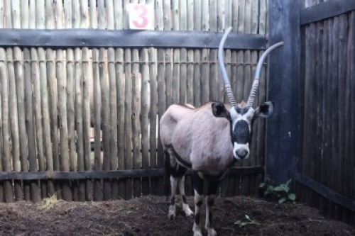 LOT 3 1X GEMSBOK M:1