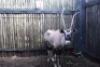 LOT 3 1X GEMSBOK M:1