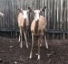LOT 1B 2X WHITE FLANK V/F:2 (Per Piece to take the lot/Per stuk om lot te neem)