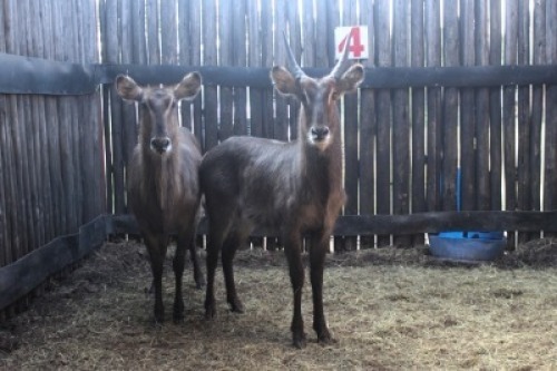 LOT 4 2X WATERBOK M:1 V/F:1 (Per Piece to take the lot/Per stuk om lot te neem)