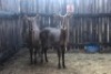LOT 4 2X WATERBOK M:1 V/F:1 (Per Piece to take the lot/Per stuk om lot te neem)