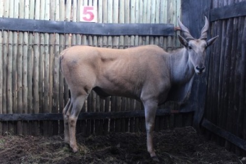 LOT 5 1X ELAND M:1