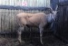LOT 5 1X ELAND M:1