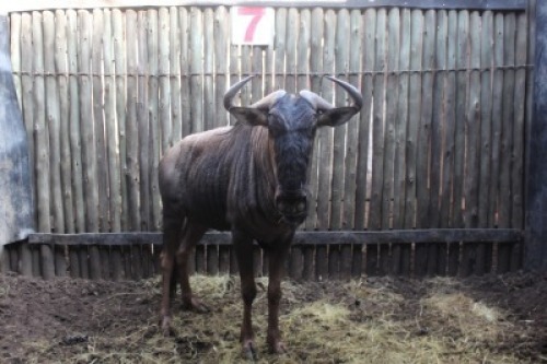 LOT 7 1X BLOUWILDEBEES M:1