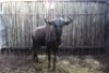LOT 7 1X BLOUWILDEBEES M:1