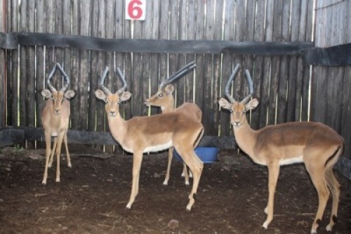 LOT 6 4X ROOIBOK M:4 (Per Piece to take the lot/Per stuk om lot te neem)