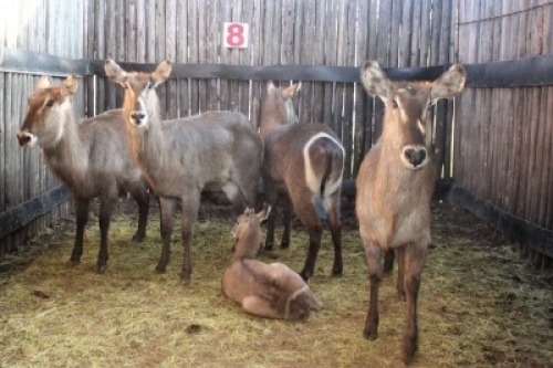 LOT 8 4X WATERBOK V/F:4+1 (Per Piece to take the lot/Per stuk om lot te neem)