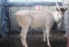 LOT 9 1X ELAND M:1
