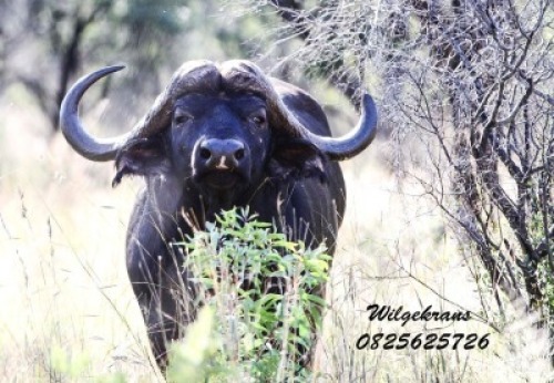 LOT K1 1X BUFFEL M:1