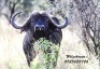 LOT K1 1X BUFFEL M:1