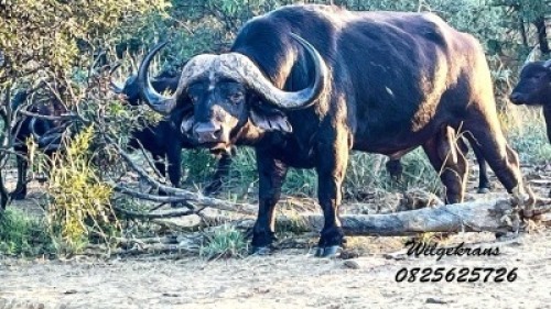 LOT K2 1X BUFFEL M:1