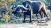 LOT K2 1X BUFFEL M:1