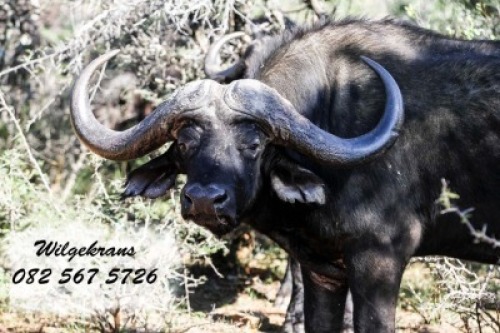 LOT K3 1X BUFFEL M:1