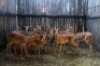 LOT 10 12X ROOIBOK V/F:12 (Per Piece to take the lot/Per stuk om lot te neem)