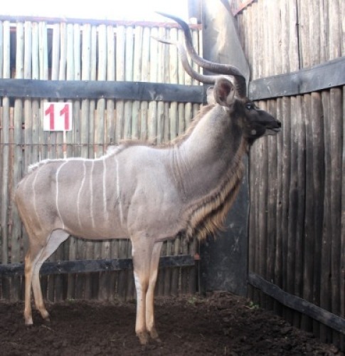 LOT 11 1X KOEDOE M:1