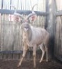 LOT 11 1X KOEDOE M:1 - 2