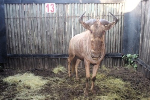 LOT 13 1X GOUE WILDEBEES M:1
