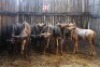 LOT 12 8X BLOUWILDEBEES M:2 V/F:6 (Per Piece to take the lot/Per stuk om lot te neem)