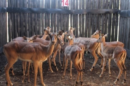 LOT 14 13X ROOIBOK M:5 V/F:8 (Per Piece to take the lot/Per stuk om lot te neem)