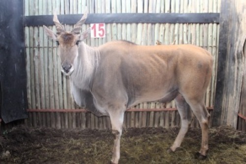 LOT 15 1X ELAND M:1