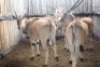 LOT 16 4X ELAND M:2 V/F:2 (Per Piece to take the lot/Per stuk om lot te neem)
