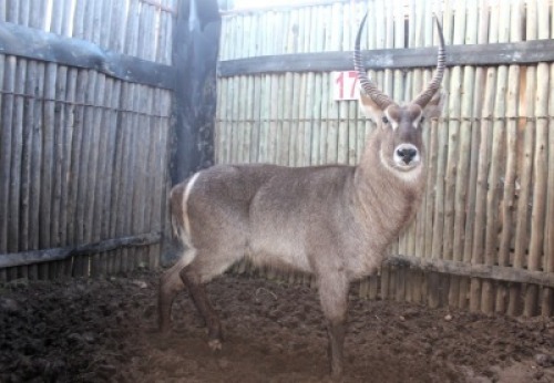 LOT 17 1X WATERBOK M:1