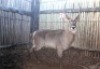 LOT 17 1X WATERBOK M:1