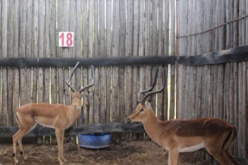 LOT 18 2X ROOIBOK M:2 (Per Piece to take the lot/Per stuk om lot te neem)